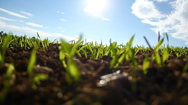 insurance-grass-1148913__340